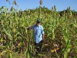 Evaluation de variÃ©tÃ©s de sorgho au Nicaragua (Photo : G. Trouche)